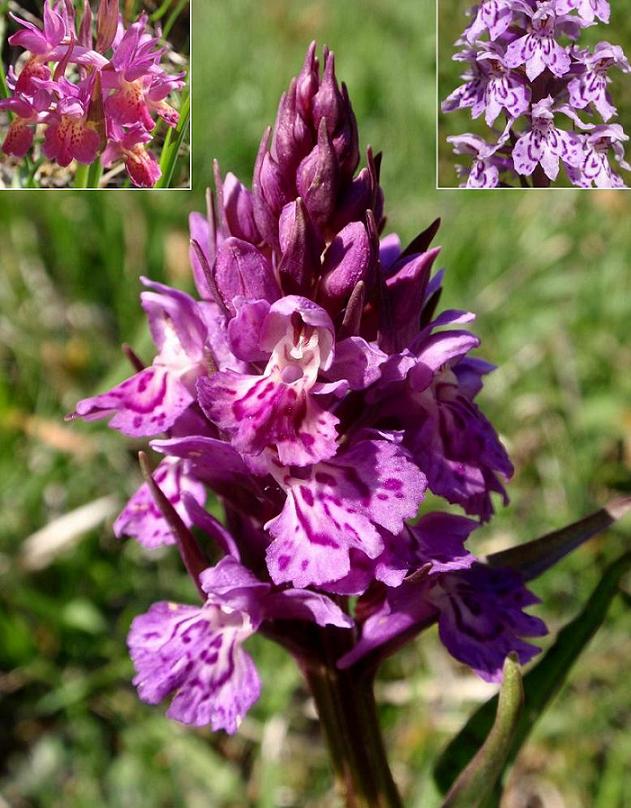 ibrido  di  dactylorhiza sambucina - dacthylorhiza  maculata